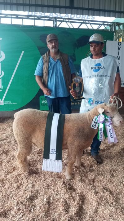 Show Rural Coopavel: Cabanha Paz Rabel conquista grande prêmio - Destaque com a Raça Île de France